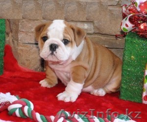 Щенки бульдога-девчушки - Изображение #1, Объявление #1010975