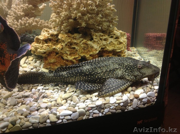 Сом глиптоперихтис - Изображение #1, Объявление #1007687