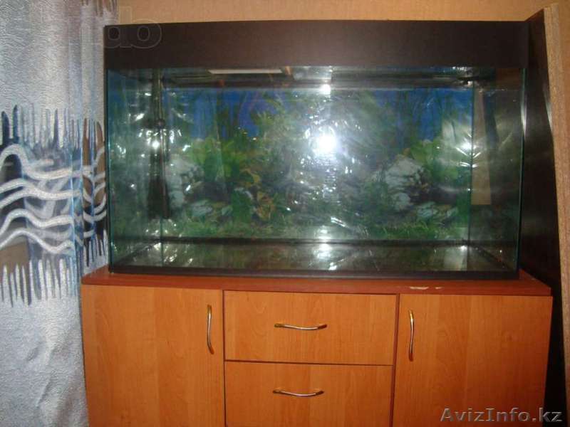 аквариум с тумбой и всеми принадлежностями - Изображение #1, Объявление #1040270