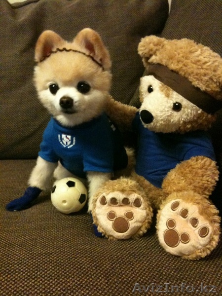 возьму щенка девочку породы шпиц, недорого - Изображение #1, Объявление #1068225