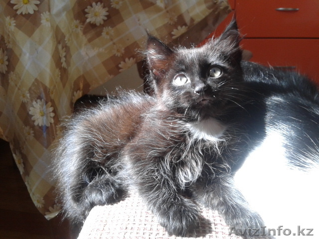 Котята от кошки крысоловки - Изображение #1, Объявление #1071971