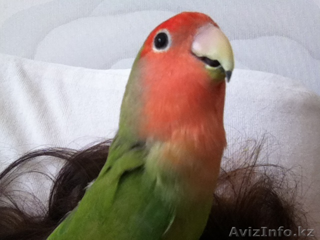 Попугай. Дарю попугая неразлучника хорошим людям - Изображение #1, Объявление #1077216