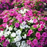 Елена 8700-108-30-16, 8705-301-29-61                            - Изображение #1, Объявление #1076909