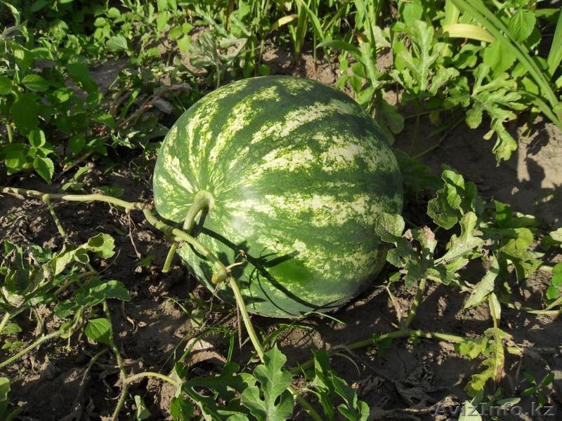 Арбузы по 30 тг - Изображение #1, Объявление #1132152