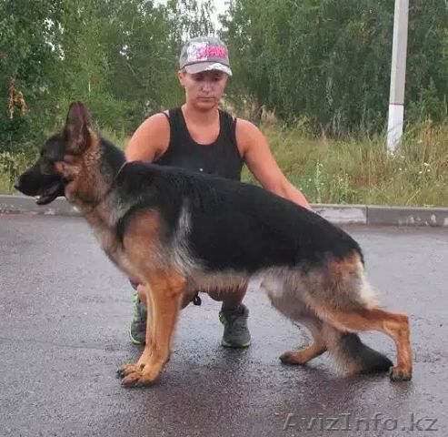 щенки немецкой овчарки с отличной родословной - Изображение #1, Объявление #1129205