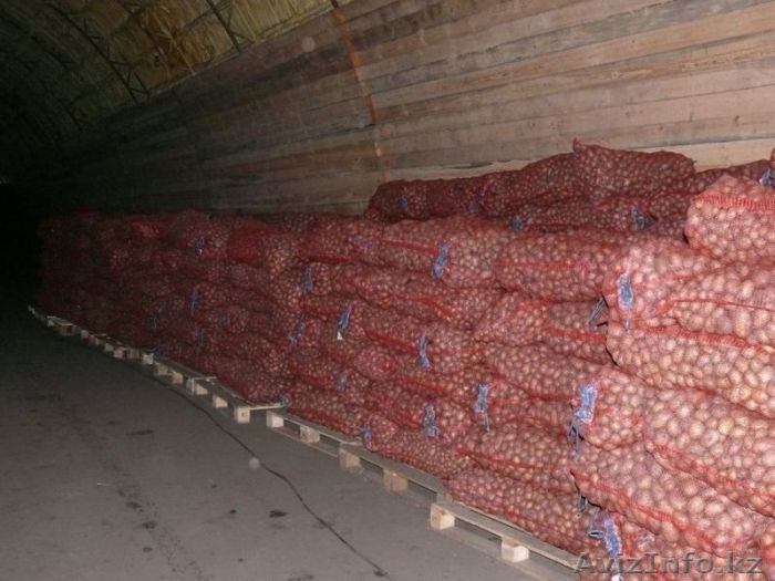 Картофель сорт Розара - Изображение #1, Объявление #1153248