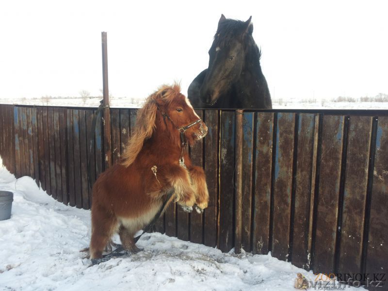 продаю лошадей класс элита! - Изображение #1, Объявление #1222014