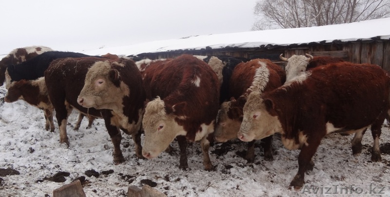 Стадо КРС 110 голов. - Изображение #1, Объявление #1252421