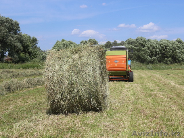 Продам сено в круглых тюках. - Изображение #1, Объявление #1290831