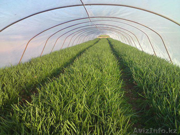 Лук зеленый выращенный в теплице - Изображение #1, Объявление #1342847