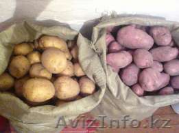 Картофель домашний - Изображение #1, Объявление #1585765