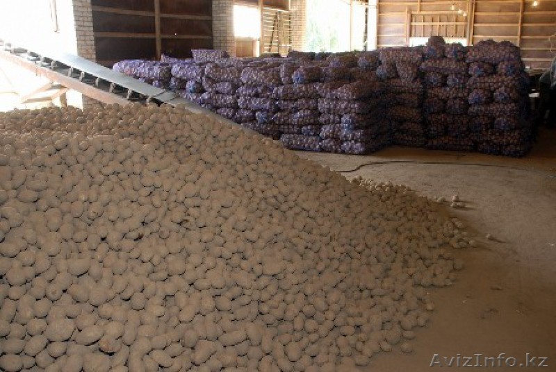 Оптовая продажа картофеля  - Изображение #1, Объявление #1594990