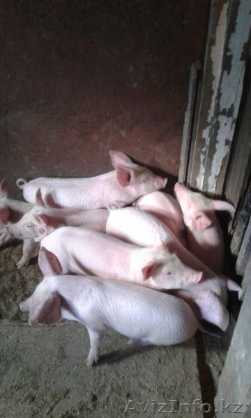 Продам поросят - Изображение #1, Объявление #1623539