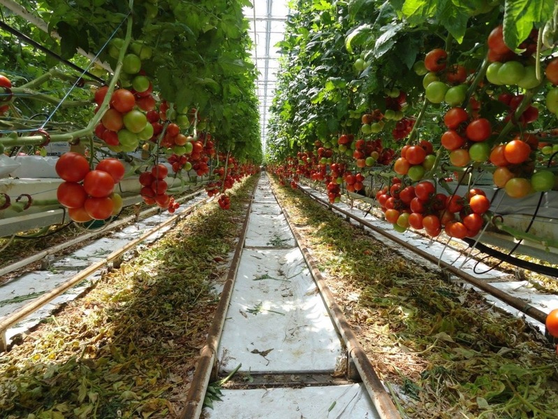 Работа в Европе без опыта - Изображение #1, Объявление #1650228