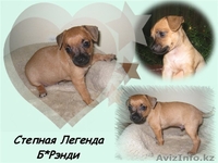 Продам щенков той терьера - Изображение #3, Объявление #66579