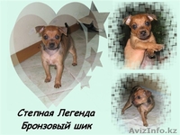 Продам щенков той терьера - Изображение #2, Объявление #66579