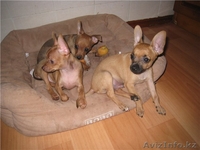 Продам щенков той терьера - Изображение #4, Объявление #66579