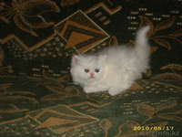 котята от лучших производителей - Изображение #4, Объявление #119107