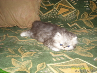 котята от лучших производителей - Изображение #3, Объявление #119107