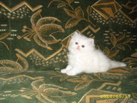 котята от лучших производителей - Изображение #1, Объявление #119107