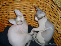 канадcкий сфинкс  и донской - Изображение #1, Объявление #181788