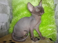 канадcкий сфинкс  и донской - Изображение #3, Объявление #181788