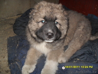 Продам щенка кавказской овчарки - Изображение #1, Объявление #202340