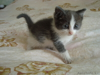 Они прелесть!!!!мы за них в ответе!! - Изображение #1, Объявление #334500