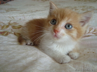 Они прелесть!!!!мы за них в ответе!! - Изображение #4, Объявление #334500