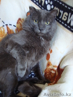 Они прелесть!!!!мы за них в ответе!! - Изображение #2, Объявление #334500