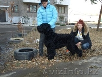 Щенки породы Русский Черный Терьер - Изображение #3, Объявление #364583