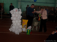 Продаются элитные щенки кавказской овчарки - Изображение #3, Объявление #344169