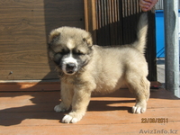 Продаются элитные щенки кавказской овчарки - Изображение #5, Объявление #344169