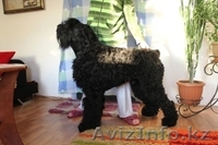 Щенки породы Русский Черный Терьер - Изображение #2, Объявление #364583