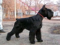 Щенки ризеншнауцера, кобель и сука, - Изображение #1, Объявление #419120