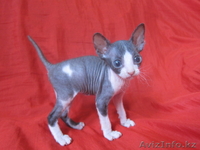 канадcкий сфинкс  и донской - Изображение #9, Объявление #181788