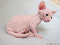 канадcкий сфинкс  и донской - Изображение #7, Объявление #181788