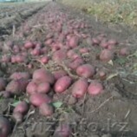 Продовольственный и семенной картофель - Изображение #1, Объявление #450289