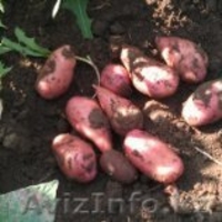 Продовольственный и семенной картофель - Изображение #2, Объявление #450289