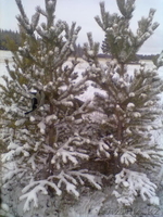 Новогодние Ёлки - Изображение #1, Объявление #447270