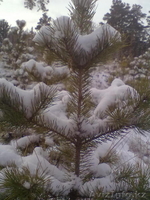 Новогодние Ёлки - Изображение #2, Объявление #447270