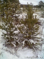 Новогодние Ёлки - Изображение #3, Объявление #447270