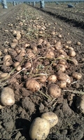 Продовольственный и семенной картофель - Изображение #4, Объявление #450289