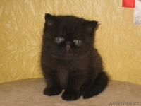 котята экзотической породы экзот продаю - Изображение #1, Объявление #443795