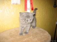 котята экзотической породы экзот продаю - Изображение #3, Объявление #443795