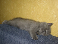 котята экзотической породы экзоты продаю - Изображение #3, Объявление #463630