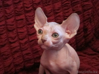 Алматы Казахстан питомник Silvia донские  и канадские сфинксы котята - Изображение #3, Объявление #544423