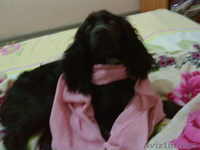 Продаю щенков русский спаниель. - Изображение #7, Объявление #573938