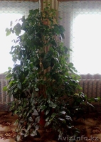 Продаю Китайскую розу - Изображение #5, Объявление #594192