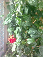 Продаю Китайскую розу - Изображение #4, Объявление #594192